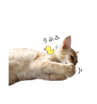 うちのねこ(イベント系)（個別スタンプ：12）