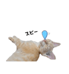 うちのねこ(イベント系)（個別スタンプ：13）