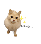 うちのねこ(イベント系)（個別スタンプ：15）