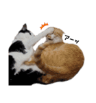 うちのねこ(イベント系)（個別スタンプ：16）