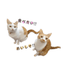 うちのねこ(イベント系)（個別スタンプ：17）