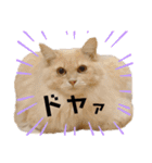 うちのねこ(イベント系)（個別スタンプ：18）