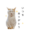 うちのねこ(イベント系)（個別スタンプ：19）