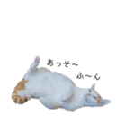 うちのねこ(イベント系)（個別スタンプ：20）