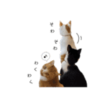 うちのねこ(イベント系)（個別スタンプ：21）