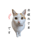 うちのねこ(イベント系)（個別スタンプ：22）