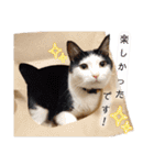 うちのねこ(イベント系)（個別スタンプ：24）