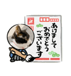ハチワレはっちゃん2024（個別スタンプ：1）
