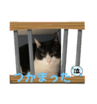 ハチワレはっちゃん2024（個別スタンプ：24）