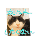 ハチワレはっちゃん2024（個別スタンプ：27）