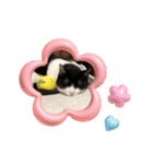 ハチワレはっちゃん2024（個別スタンプ：31）