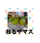 連続インコドラマ〜ポエ子寮〜その1（個別スタンプ：1）