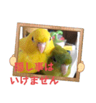 連続インコドラマ〜ポエ子寮〜その1（個別スタンプ：4）