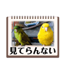 連続インコドラマ〜ポエ子寮〜その1（個別スタンプ：10）