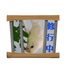 連続インコドラマ〜ポエ子寮〜その1（個別スタンプ：13）