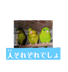 連続インコドラマ〜ポエ子寮〜その1（個別スタンプ：16）