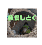 連続インコドラマ〜ポエ子寮〜その1（個別スタンプ：18）