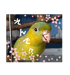 連続インコドラマ〜ポエ子寮〜その1（個別スタンプ：28）