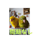 連続インコドラマ〜ポエ子寮〜その1（個別スタンプ：29）