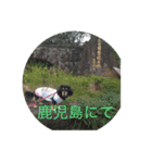 M.ダックス(チャッピー2)（個別スタンプ：3）