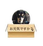 M.ダックス(チャッピー2)（個別スタンプ：6）