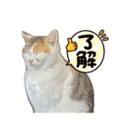 2文字の名前を持つ猫たち2023（個別スタンプ：12）