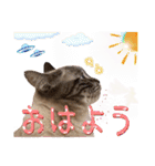 ウチの猫   マンチカンのスプリンクル（個別スタンプ：1）