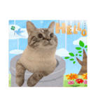 ウチの猫   マンチカンのスプリンクル（個別スタンプ：4）