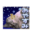 ウチの猫   マンチカンのスプリンクル（個別スタンプ：5）