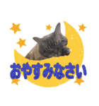 ウチの猫   マンチカンのスプリンクル（個別スタンプ：7）