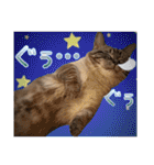 ウチの猫   マンチカンのスプリンクル（個別スタンプ：8）