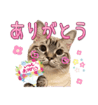 ウチの猫   マンチカンのスプリンクル（個別スタンプ：9）