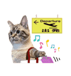 ウチの猫   マンチカンのスプリンクル（個別スタンプ：11）