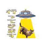 ウチの猫   マンチカンのスプリンクル（個別スタンプ：12）