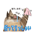 ウチの猫   マンチカンのスプリンクル（個別スタンプ：13）