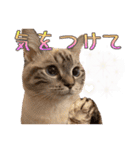 ウチの猫   マンチカンのスプリンクル（個別スタンプ：14）