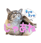 ウチの猫   マンチカンのスプリンクル（個別スタンプ：15）