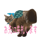 ウチの猫   マンチカンのスプリンクル（個別スタンプ：16）