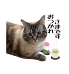 ウチの猫   マンチカンのスプリンクル（個別スタンプ：17）