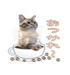 ウチの猫   マンチカンのスプリンクル（個別スタンプ：18）