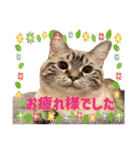 ウチの猫   マンチカンのスプリンクル（個別スタンプ：19）