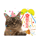 ウチの猫   マンチカンのスプリンクル（個別スタンプ：20）