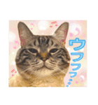 ウチの猫   マンチカンのスプリンクル（個別スタンプ：21）