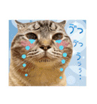 ウチの猫   マンチカンのスプリンクル（個別スタンプ：22）