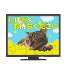 ウチの猫   マンチカンのスプリンクル（個別スタンプ：23）