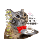 ウチの猫   マンチカンのスプリンクル（個別スタンプ：24）