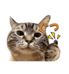 ウチの猫   マンチカンのスプリンクル（個別スタンプ：25）