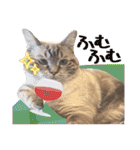 ウチの猫   マンチカンのスプリンクル（個別スタンプ：26）