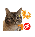 ウチの猫   マンチカンのスプリンクル（個別スタンプ：27）