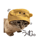 ウチの猫   マンチカンのスプリンクル（個別スタンプ：28）